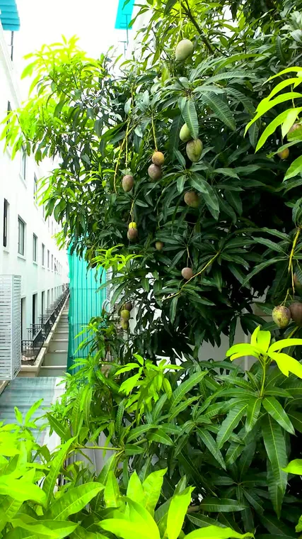 Cây xoài trĩu quả giữa phố Ocean Park 2 — ê-kíp Thúy Tô mang sào ra hái