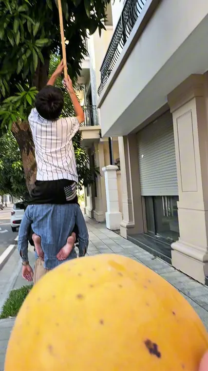 Cây xoài cao hơn mái nhà, phải nối sào mới với tới — quả chín vàng ươm ngay giữa phố